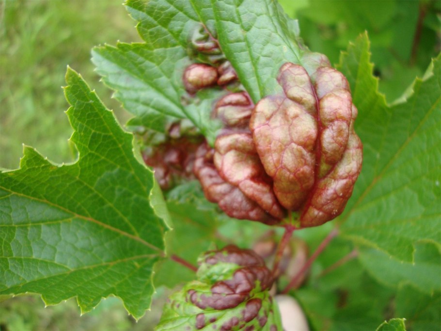 Антракноз смородины