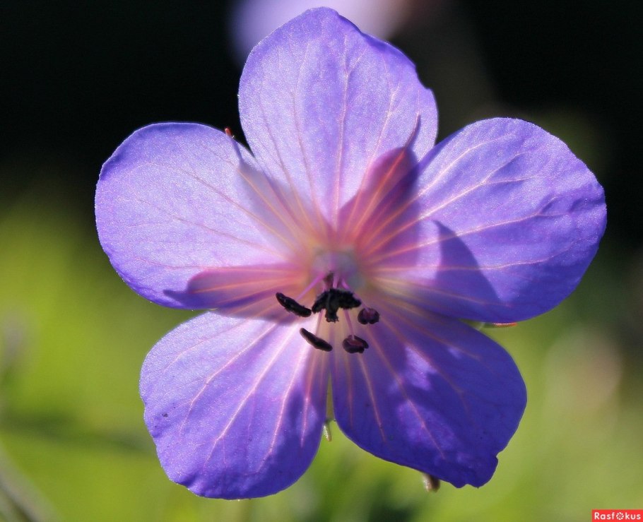 Герань Луговая цветок