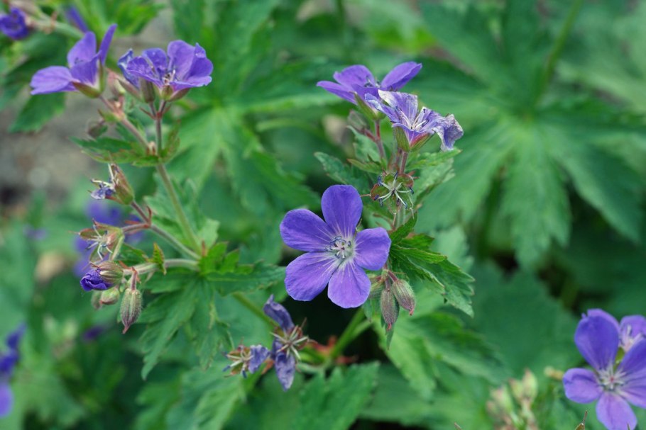 Герань Лесная (Geranium sylvaticum)