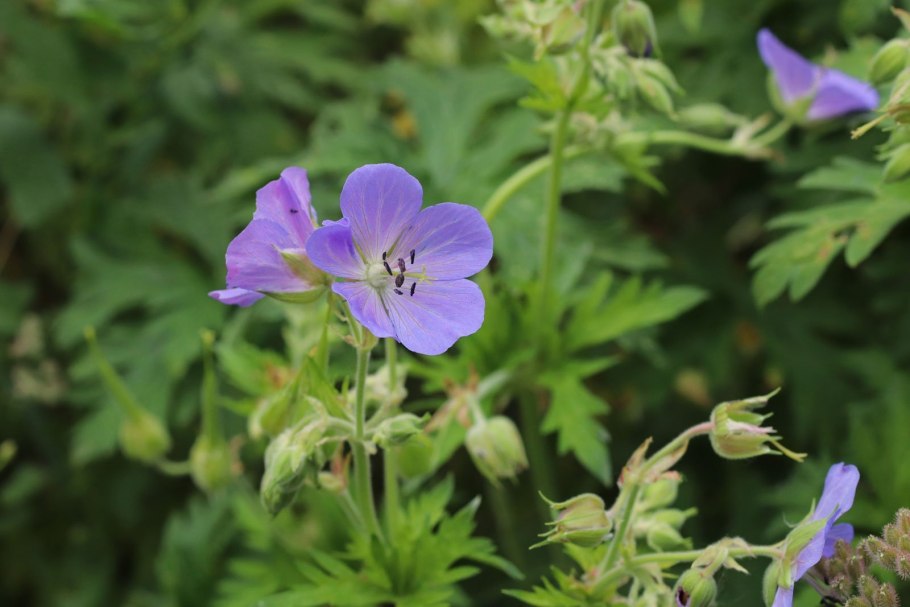 Герань Луговая Вайолет