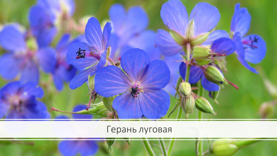 Герань Луговая