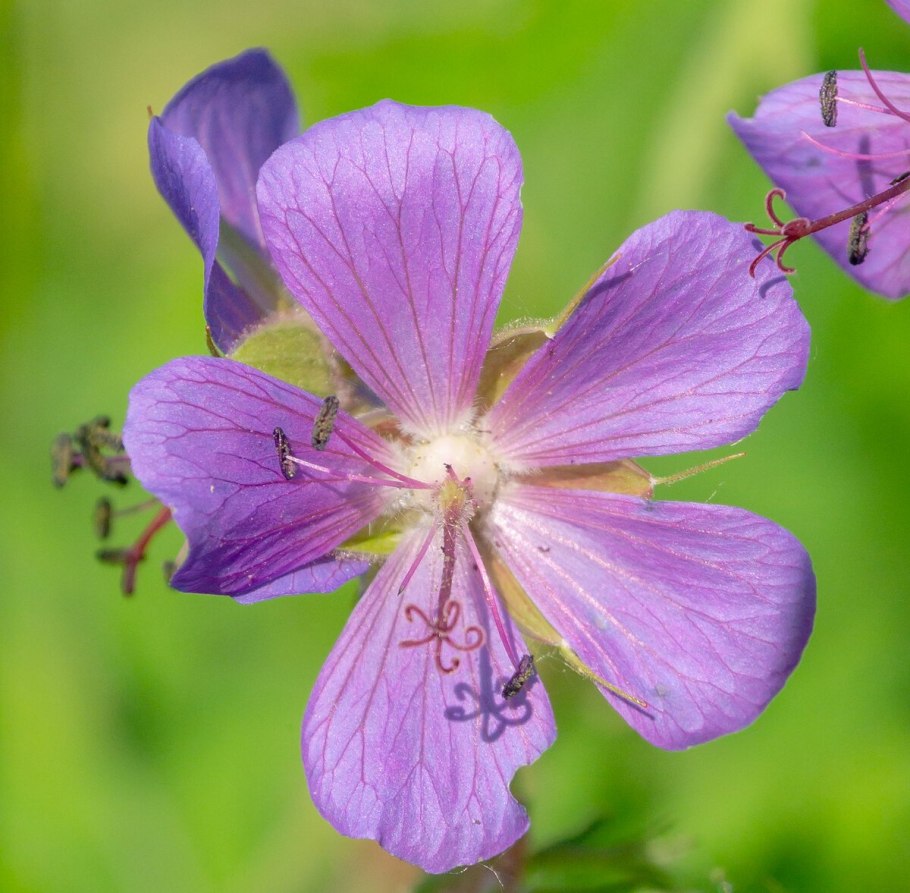 Герань Шренка