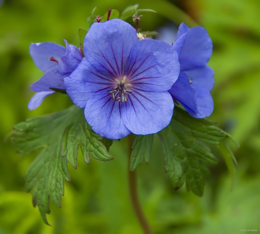 Герань волосистоцветковая