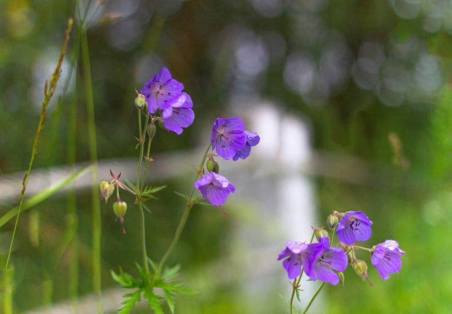 Герань Луговая лепестки