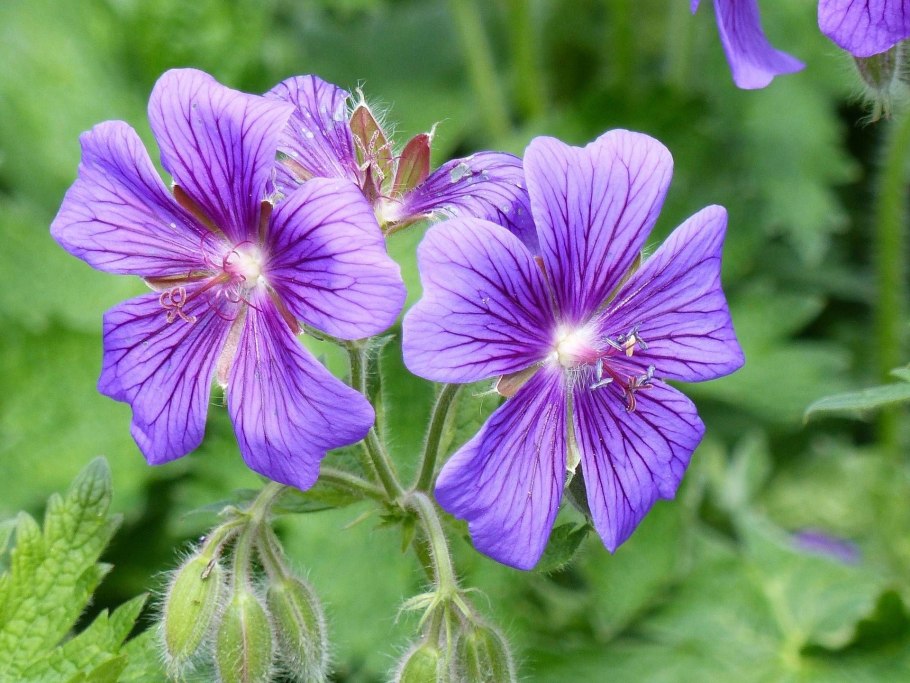 Герань Луговая синяя
