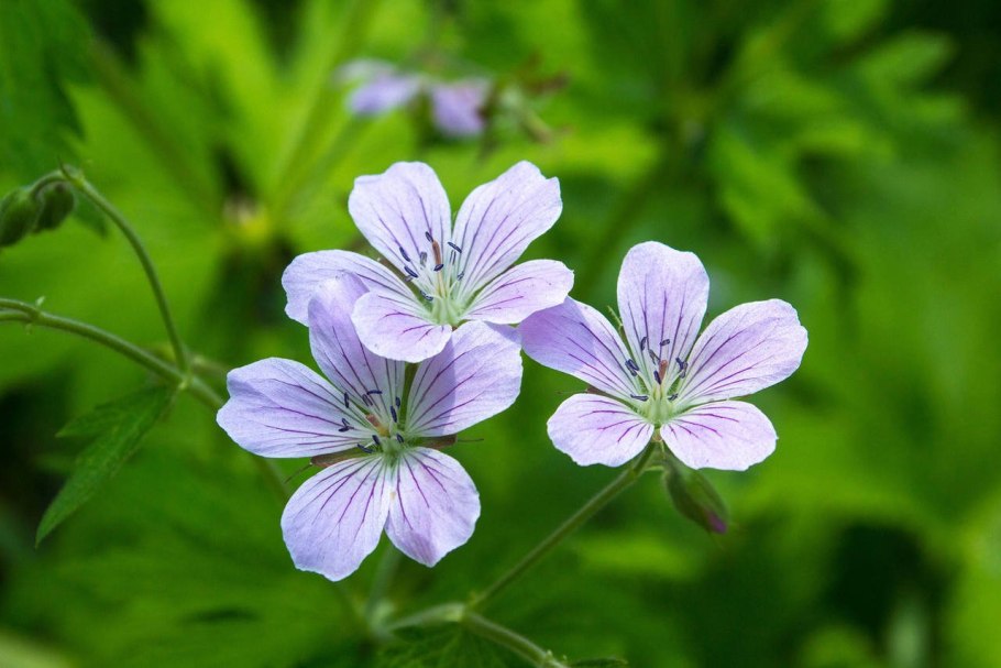 Герань Луговая