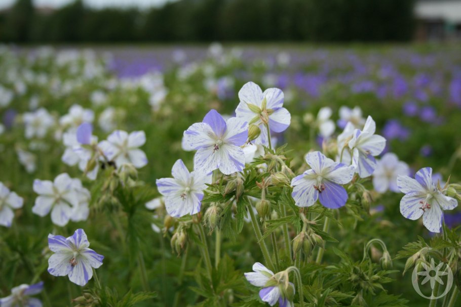 Герань Луговая New Dimension