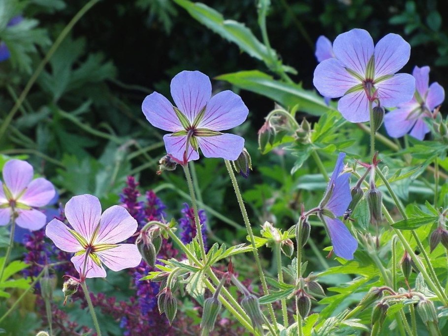 Герань плосколистная
