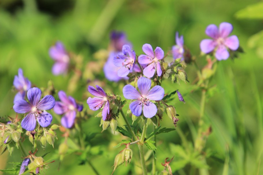 Журавельник Луговой
