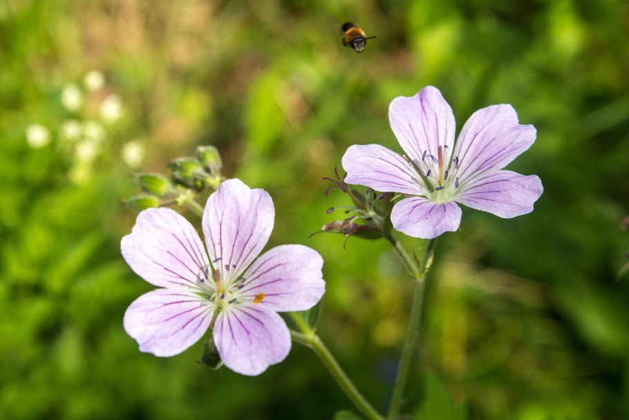 Герань Лесная цветение