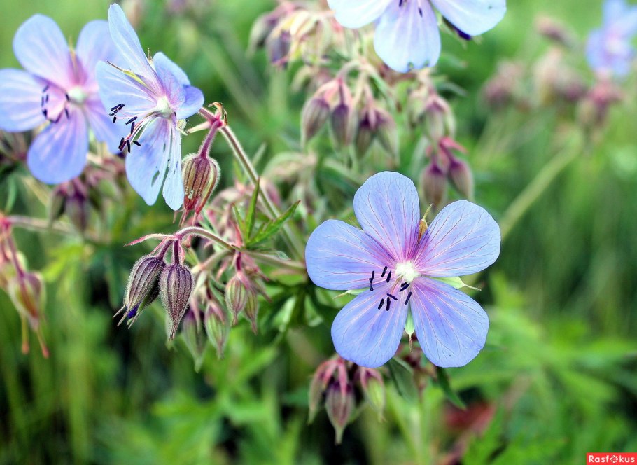 Герань Дикая Луговая