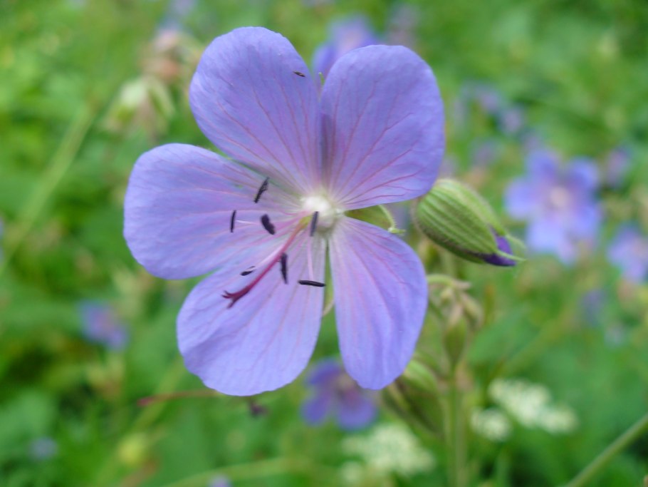 Герань Сергиевской