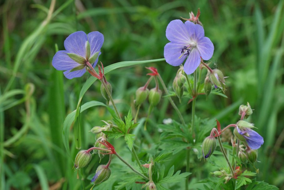Герань Луговая Geranium pratense l.