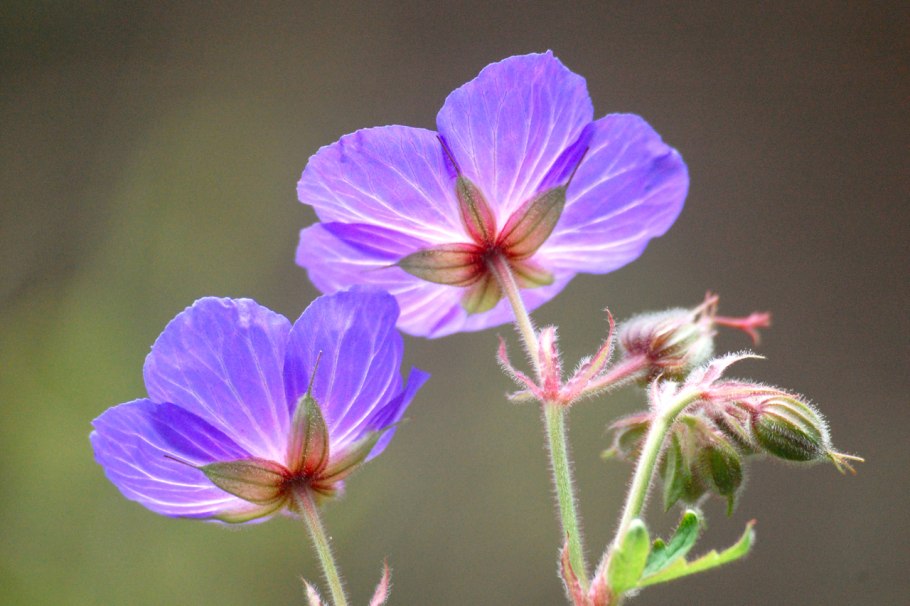 Чашелистики герани