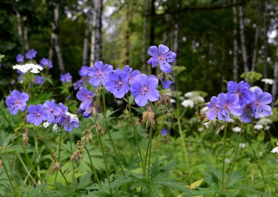 Герань Лесная (Geranium sylvaticum)