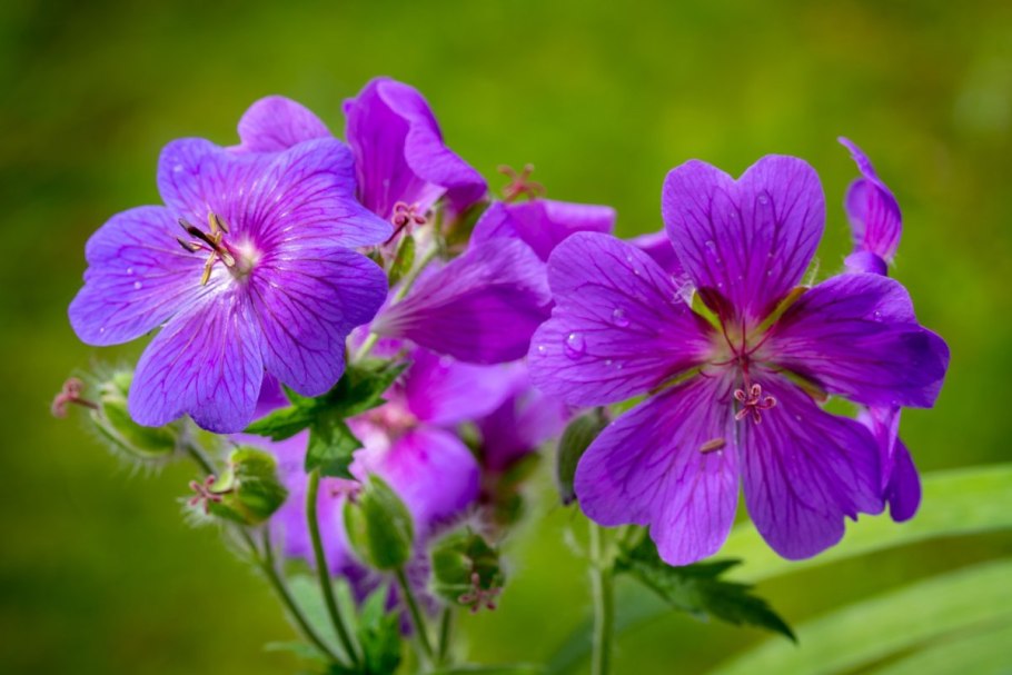 Герань Purple Heron,