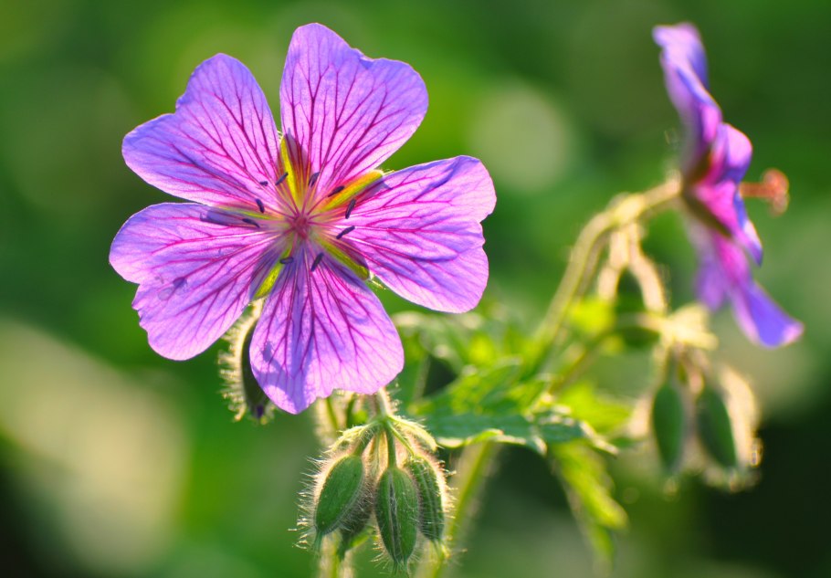 Герань колокольчиковидная