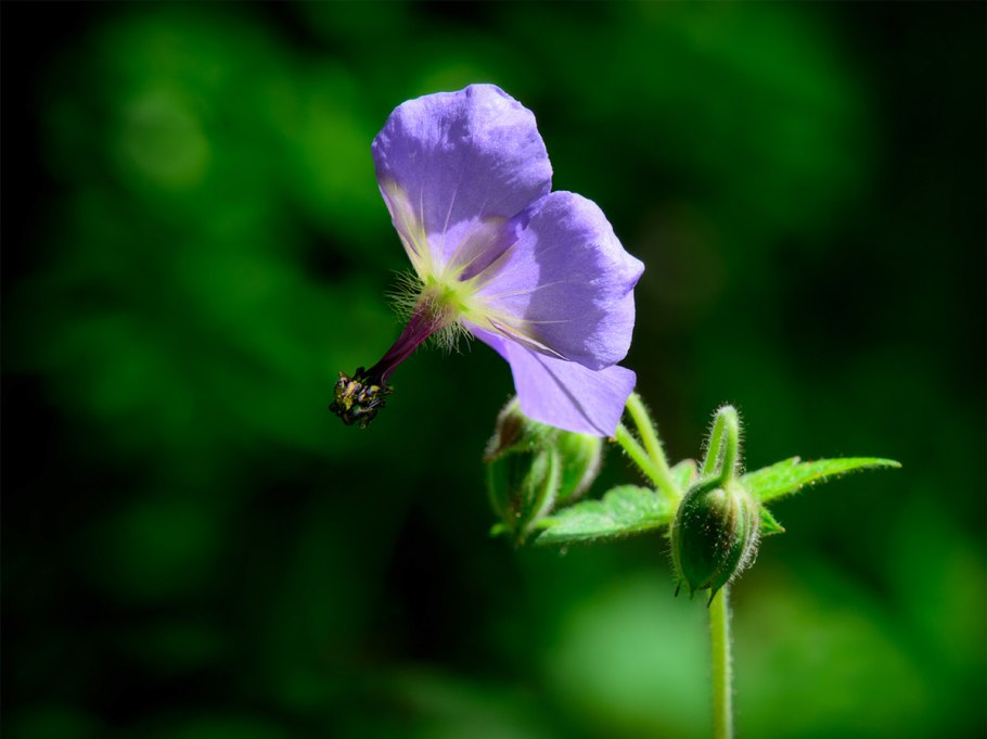 Герань Луговая Geranium pratense l.
