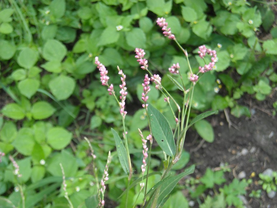 Горец многолетний сорняк