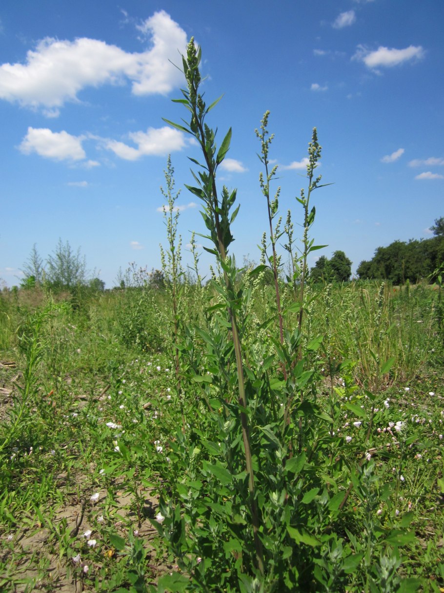 Сорняк брицца