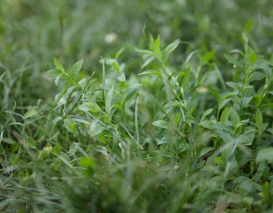 Трава сорняк