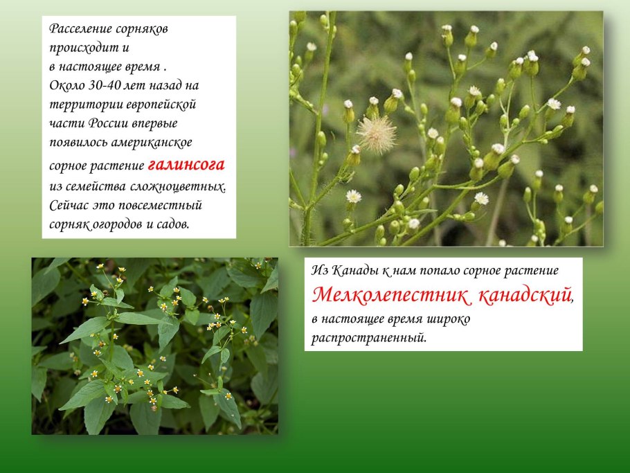 Происхождение сорных растений