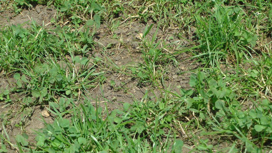 Сорная трава дерн