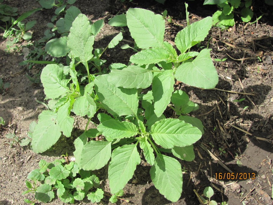 Лебеду, осот