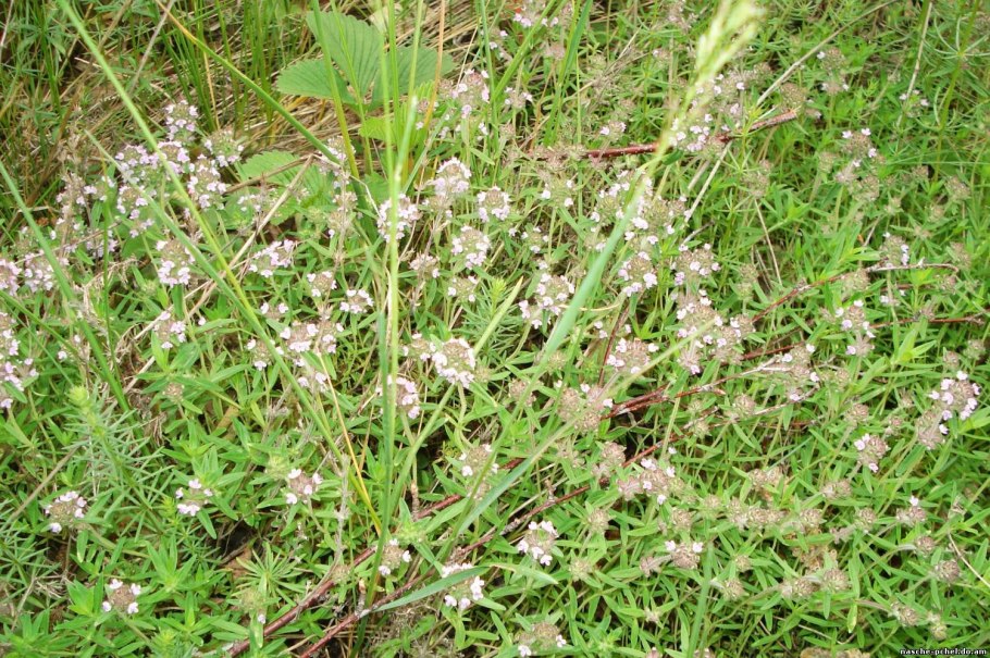 Травы Башкирии-чабрец