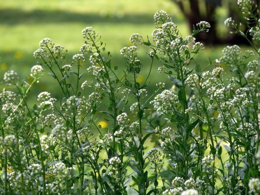 Трава ярутка