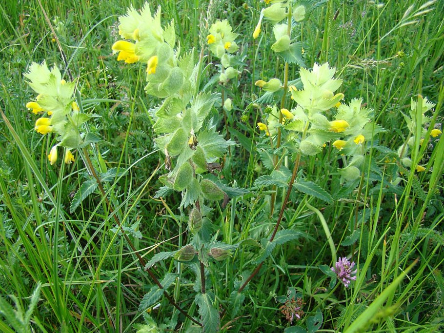 Погремок Луговой