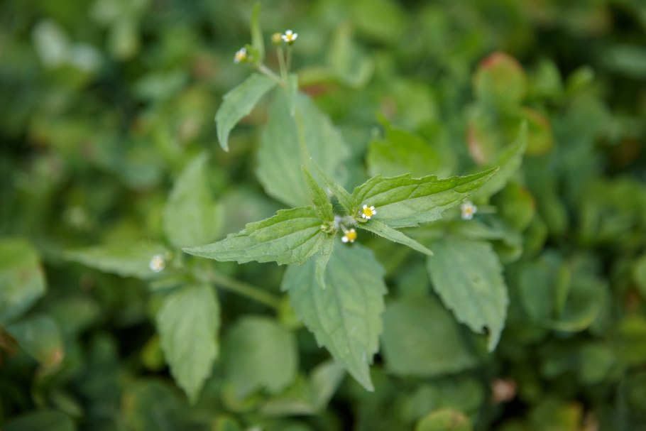 Сорняк Крапивный