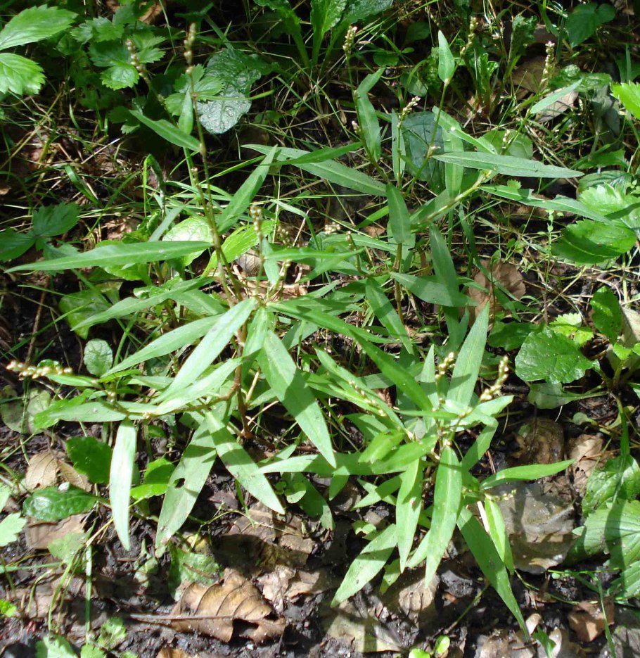 Persicaria Minor