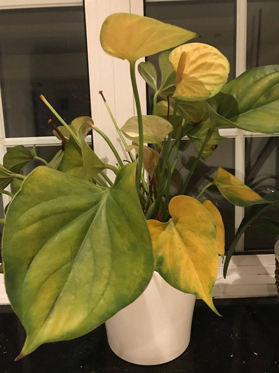 Антуриум хамелеон