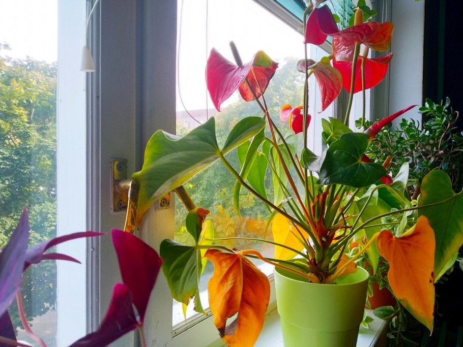 Антуриум листья