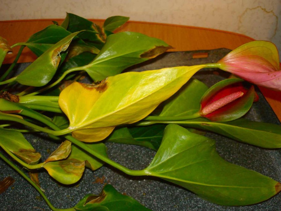 Антуриум фитофтороз