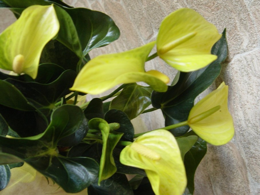 Антуриум желтые листья