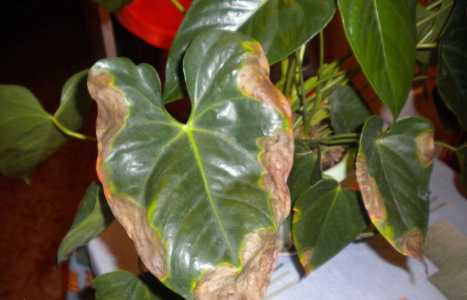 Почему у антуриума желтеют листья