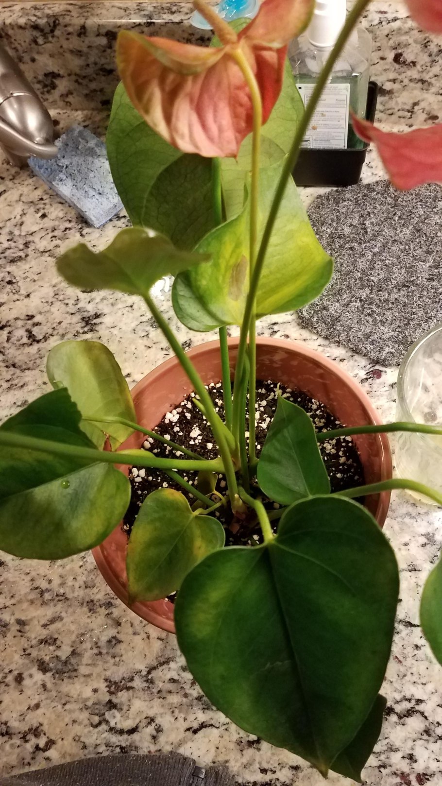 Антуриум Ванилла (Vanilla)