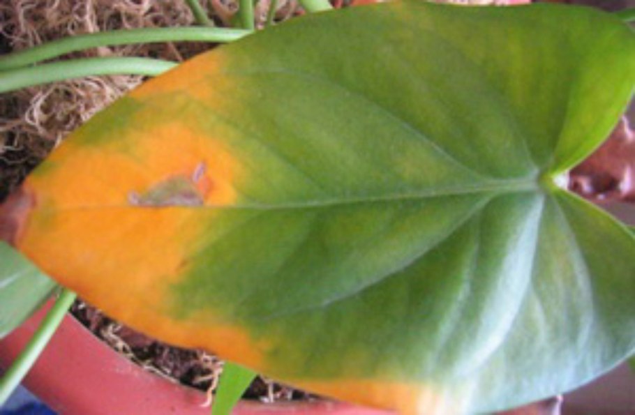 Септориоз антуриума