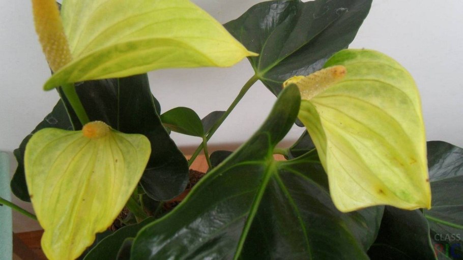 Филодендрон Биркин цветение