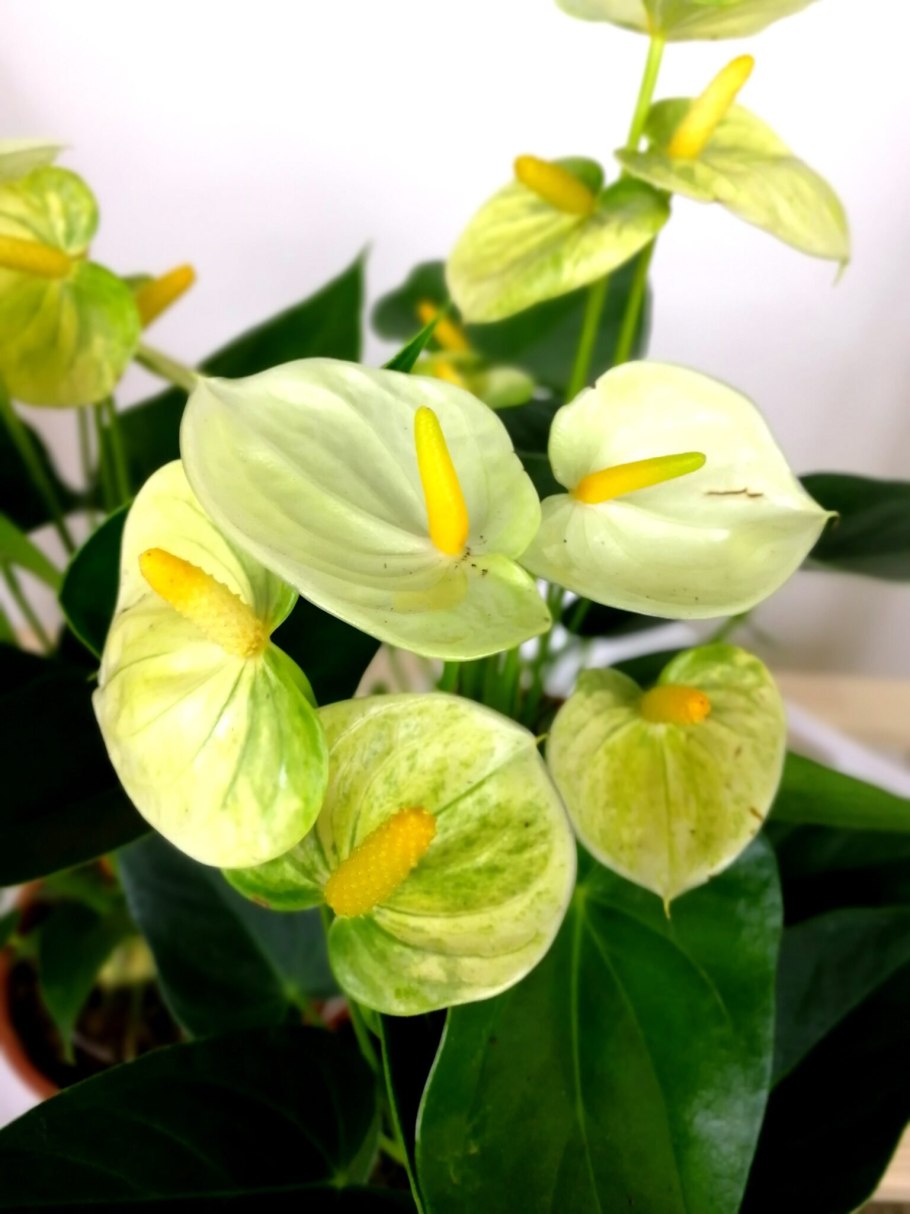 Антуриум Алексия Жаде