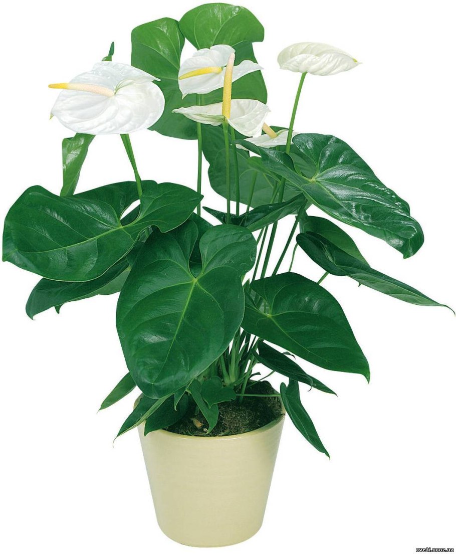 Антуриум Андре Ванилла