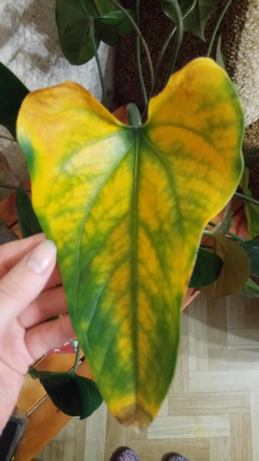 Антуриум желтый Пикассо