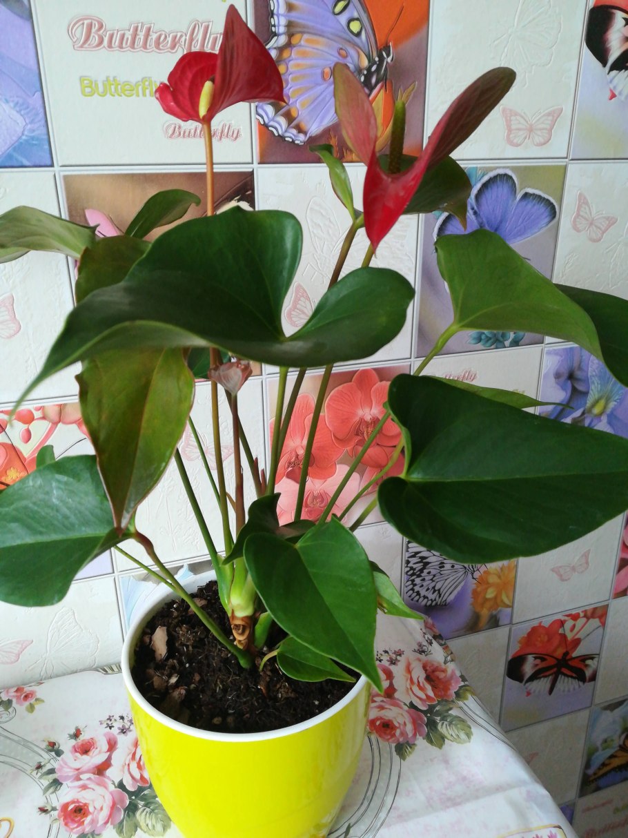 Фузариоз антуриума