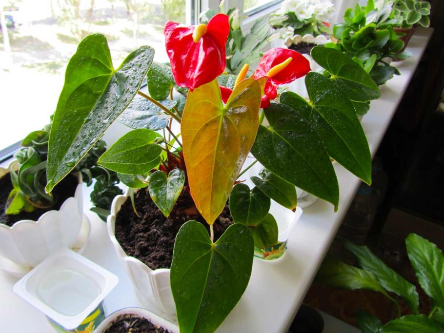 Антуриум желтый Пикассо