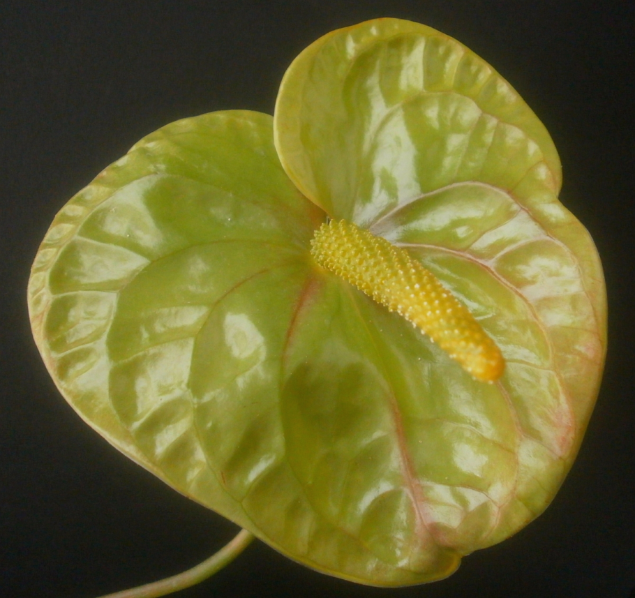 Антуриум листья