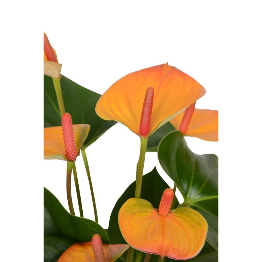 Антуриум Пикассо оранж