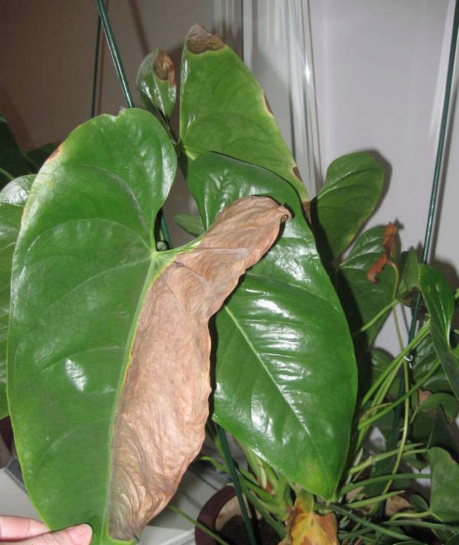 Антуриум цветок мужское счастье