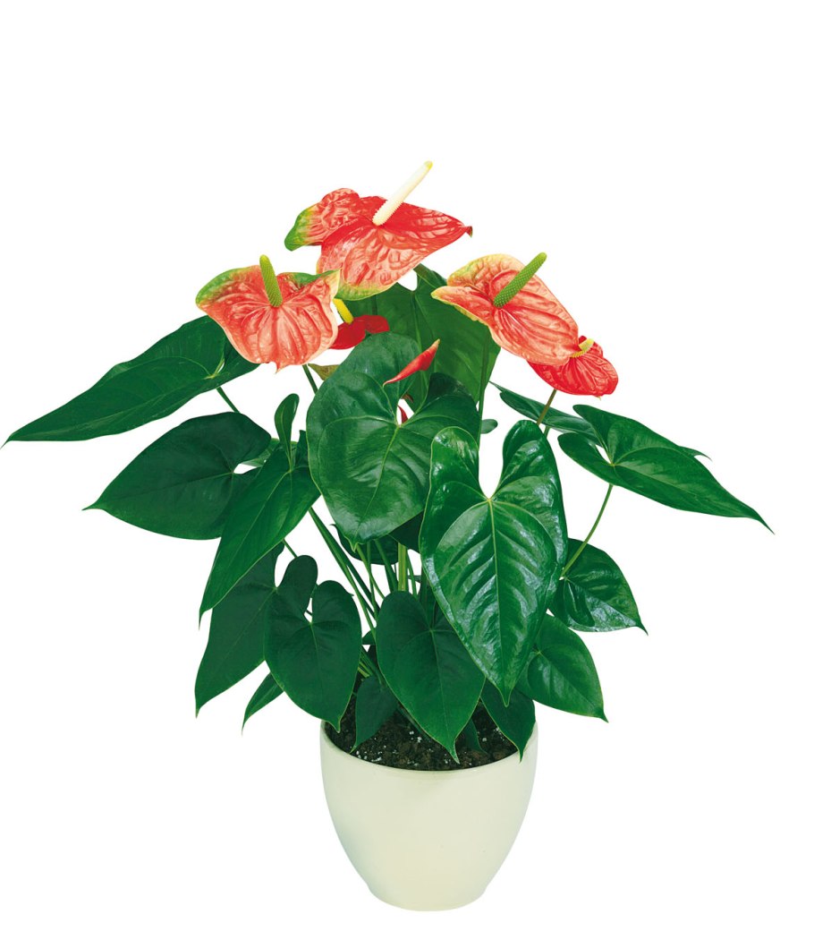 Антуриум Алексия Жаде